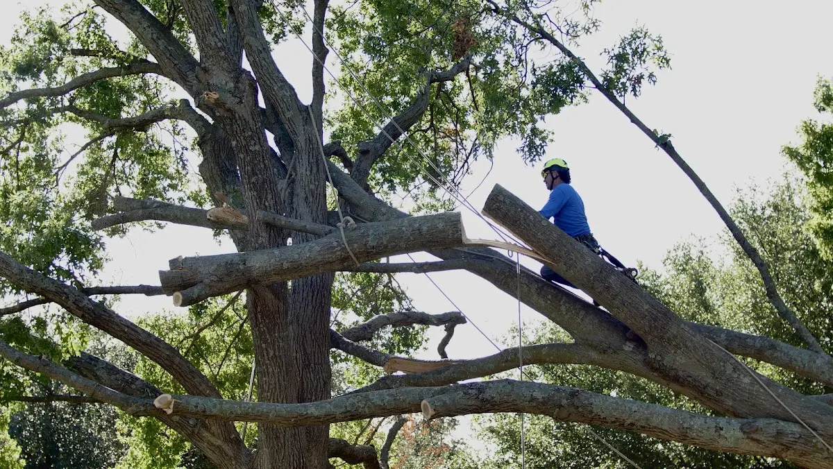 Professional Hazardous Tree Removal performed by certified arborists in Olmstead