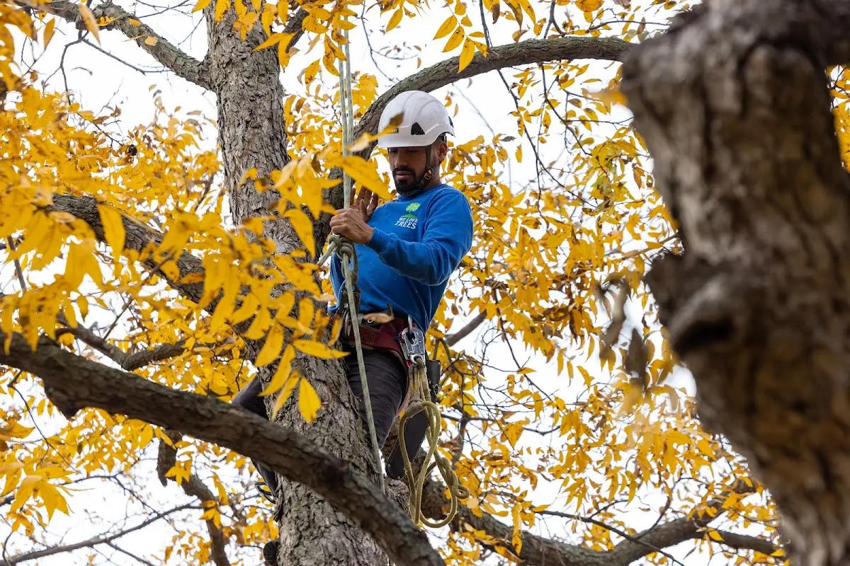 Skilled Tree Trimming crew working in Olmstead