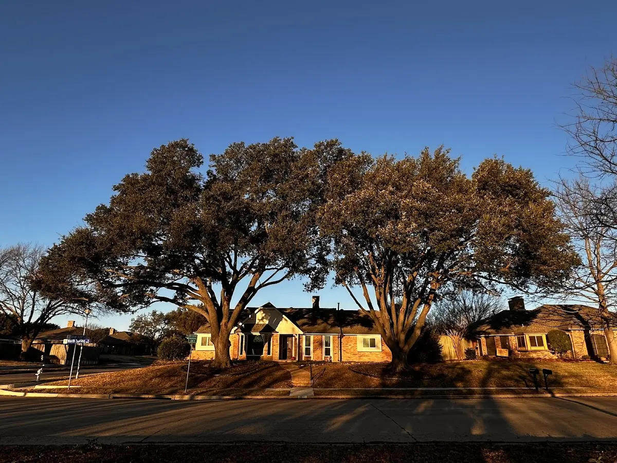 Established residential canopy tree shading a home in Olmstead